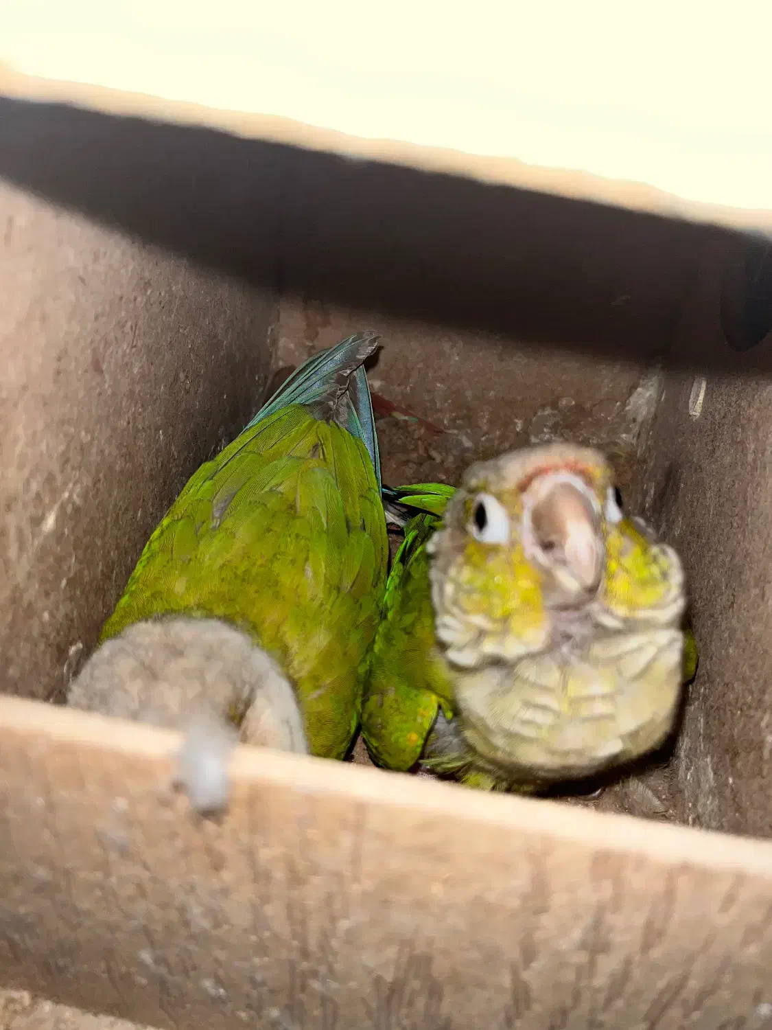 طوطی گرینچیک|پرنده|بندرعباس, |دیوار