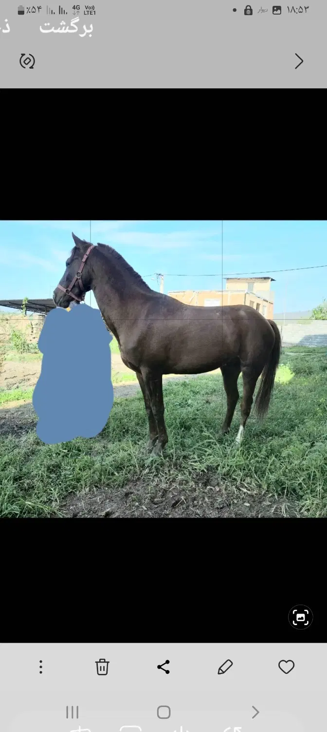 اسب|اسب و تجهیزات اسب‌سواری|گرگان, |دیوار