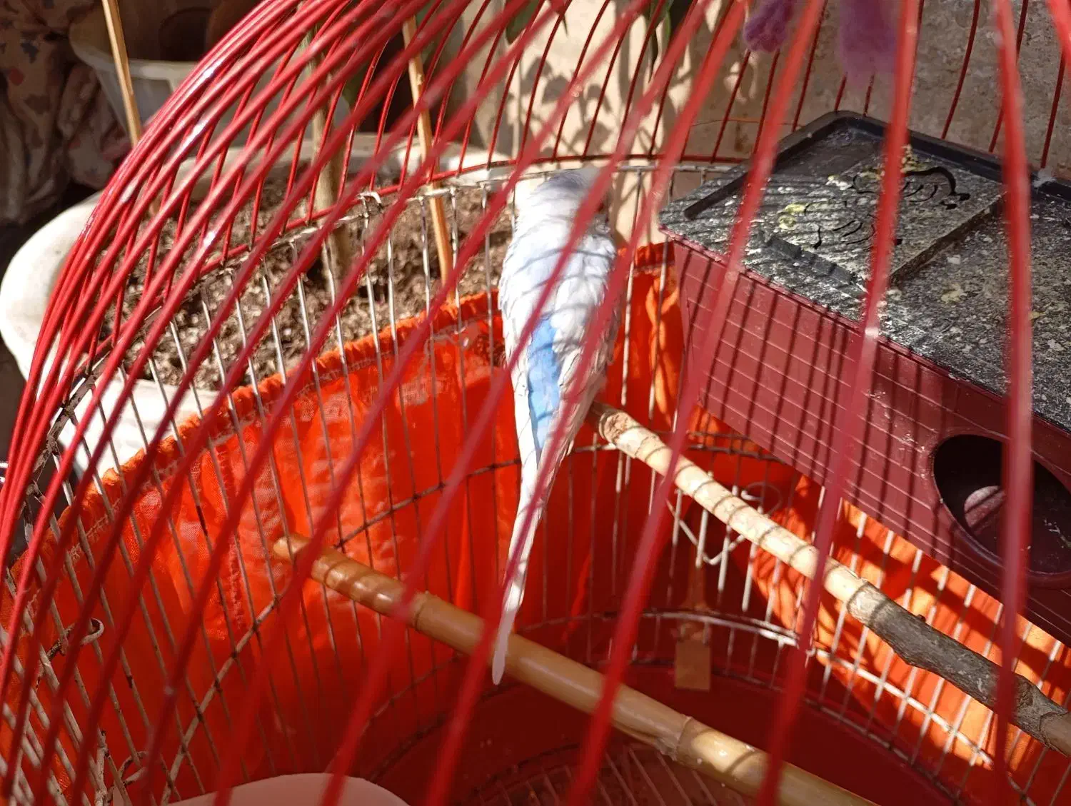 مرغ عشق|پرنده|پردیس, فاز ۴|دیوار