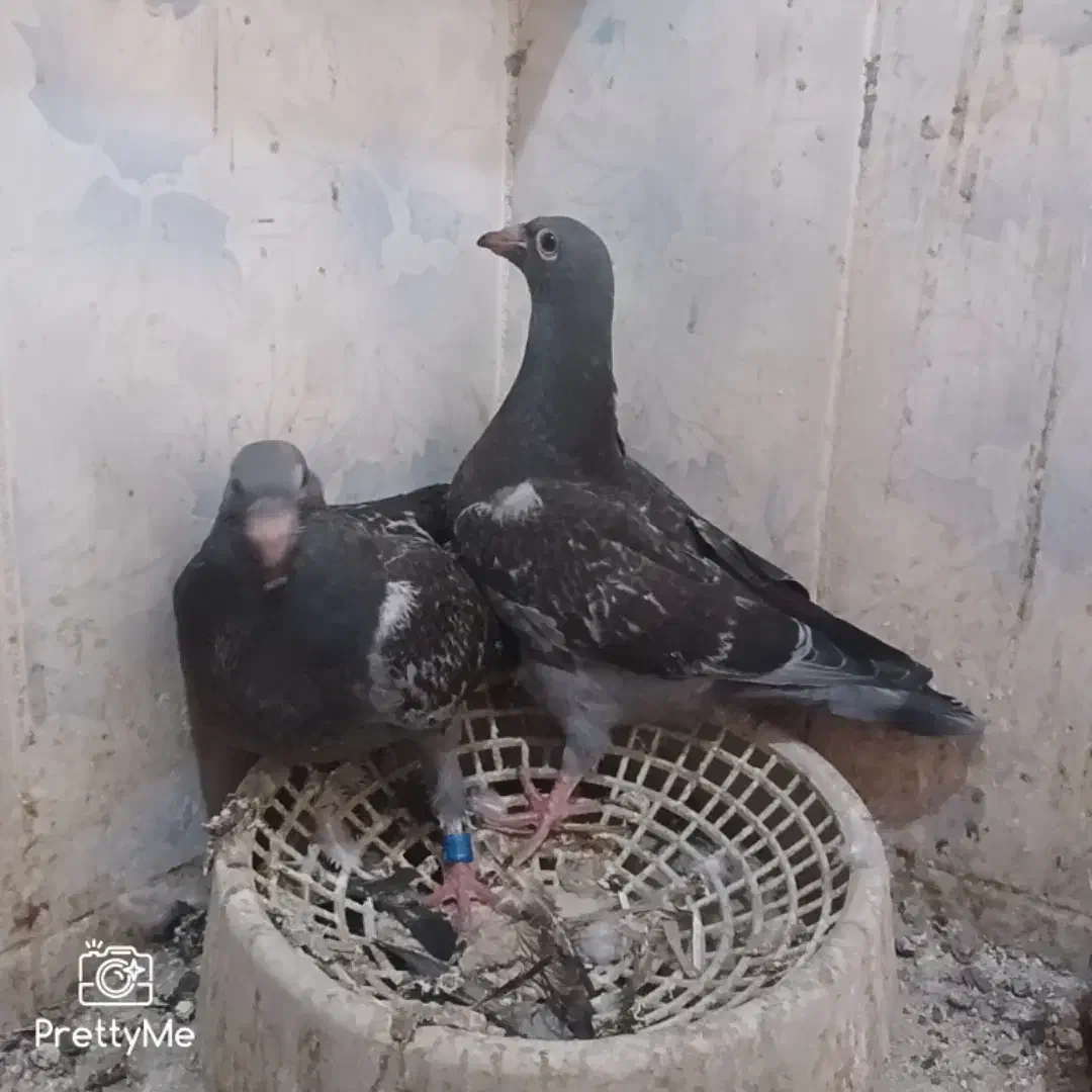 چاپ پلاک توپاه شرط هوش جوجه جیر|پرنده|امیدیه, |دیوار