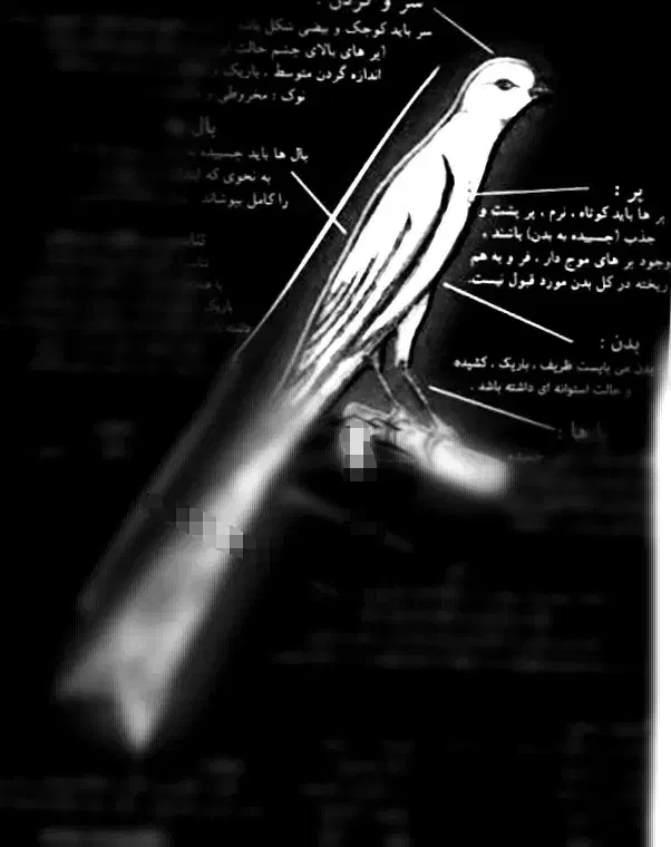 قناری رسمی بلنداصیل|پرنده|تهران, فلسطین (میدان انقلاب)|دیوار