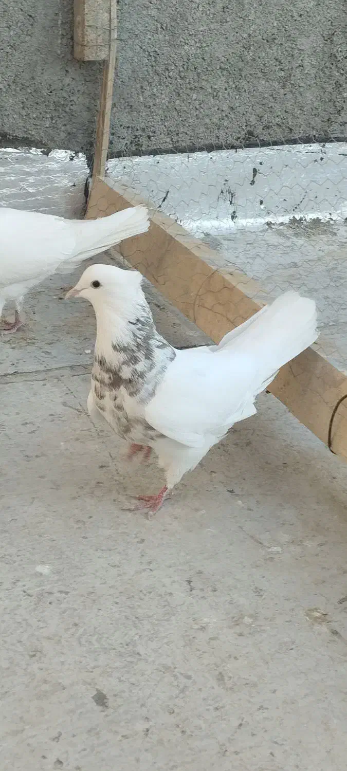 2عدد کفتر فروشی|پرنده|شیروان (خراسان), |دیوار