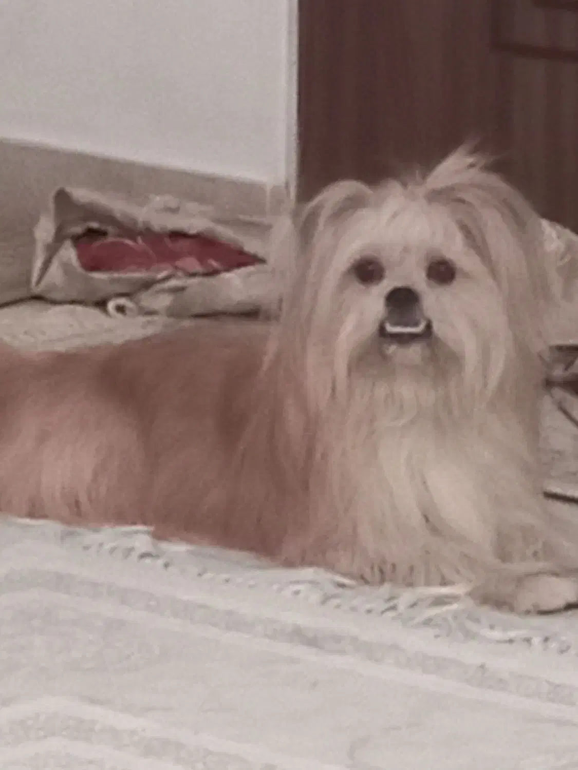 واگذاری سگ|سگ|پاکدشت, حصار امیر|دیوار