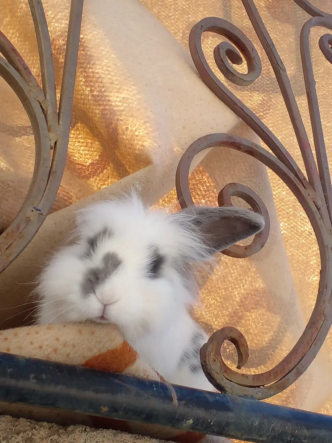 فروش خرگوش|موش و خرگوش|نیشابور, شهرک قدس|دیوار