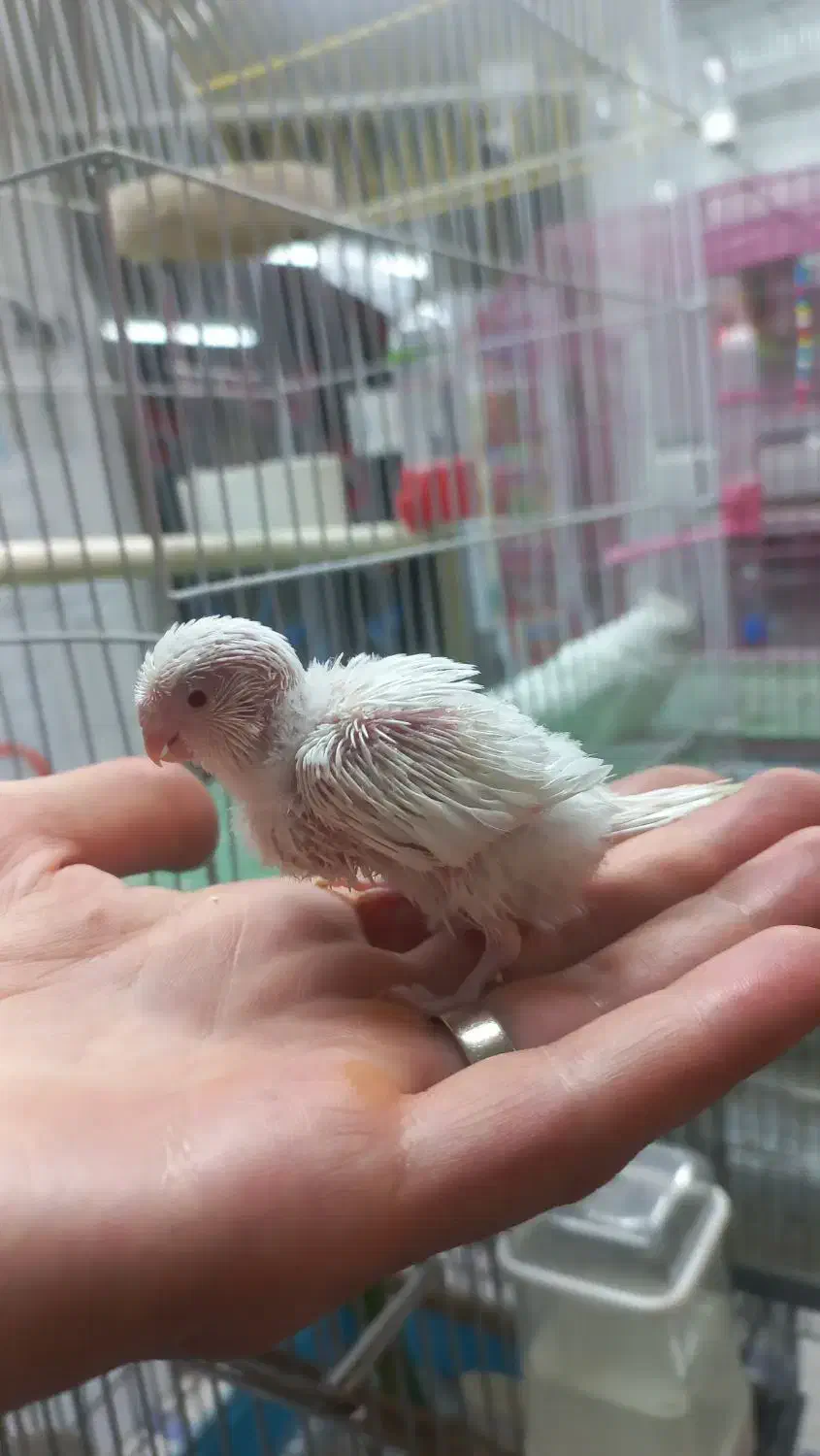 جوجه کوتوله برزیلی، مرغ عشق، عروس هلندی|پرنده|اصفهان, سپاهانشهر|دیوار