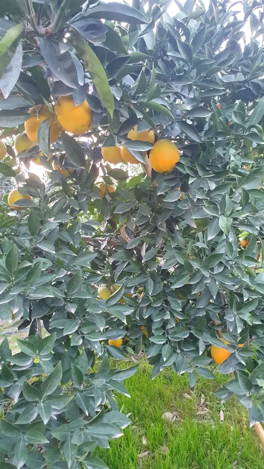 تامسون برگی با کیفیت|عمدهفروشی|قائمشهر, |دیوار