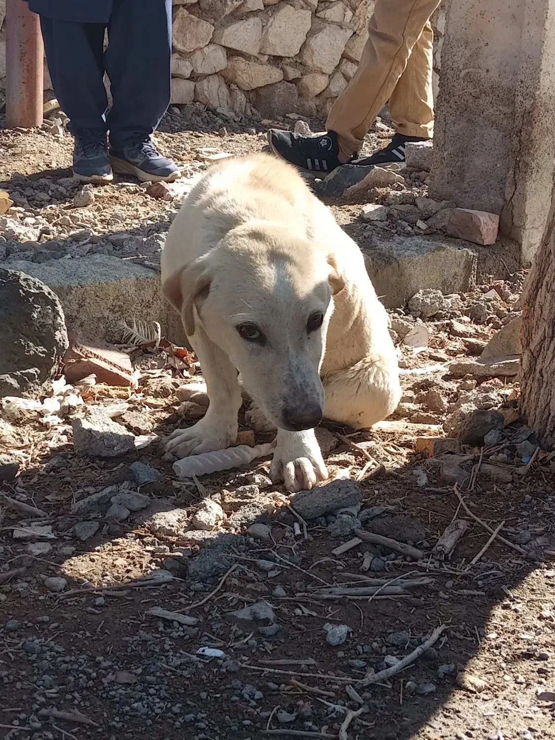 پا کوتاه|سگ|بیرجند, |دیوار