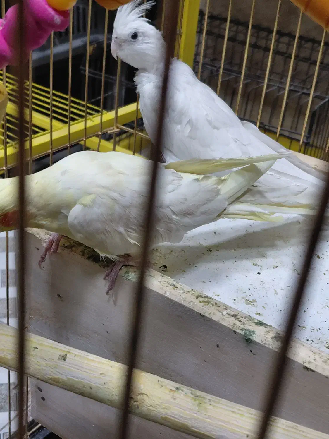 عروس هلندی البینو|پرنده|شهرضا, |دیوار