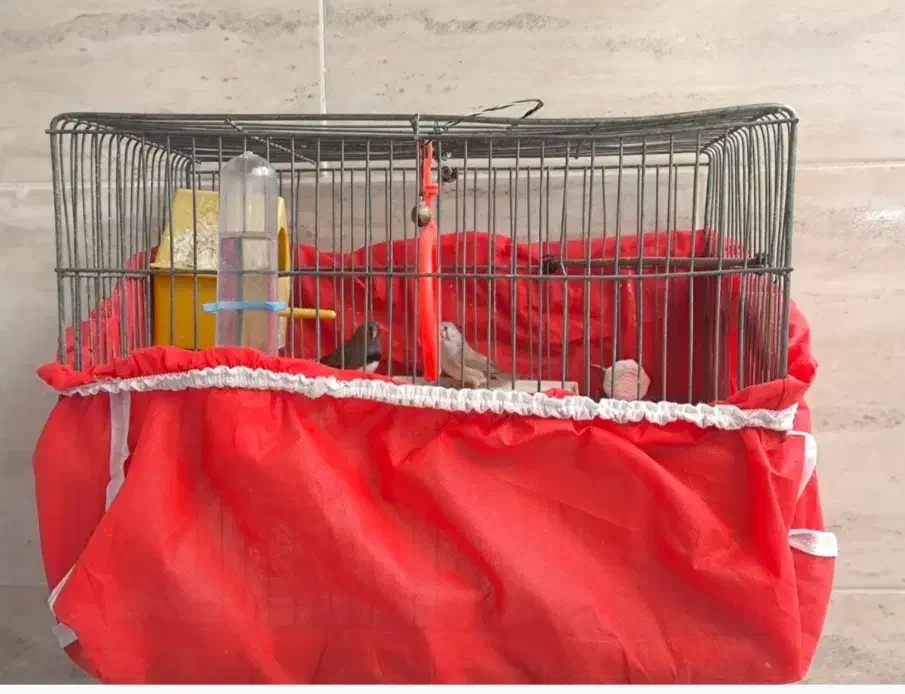 فنچ مولد همراه با تخم|پرنده|فولادشهر, B2|دیوار