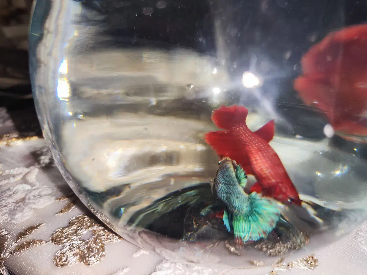 ماهی|ماهی|قم, زنبیل آباد|دیوار