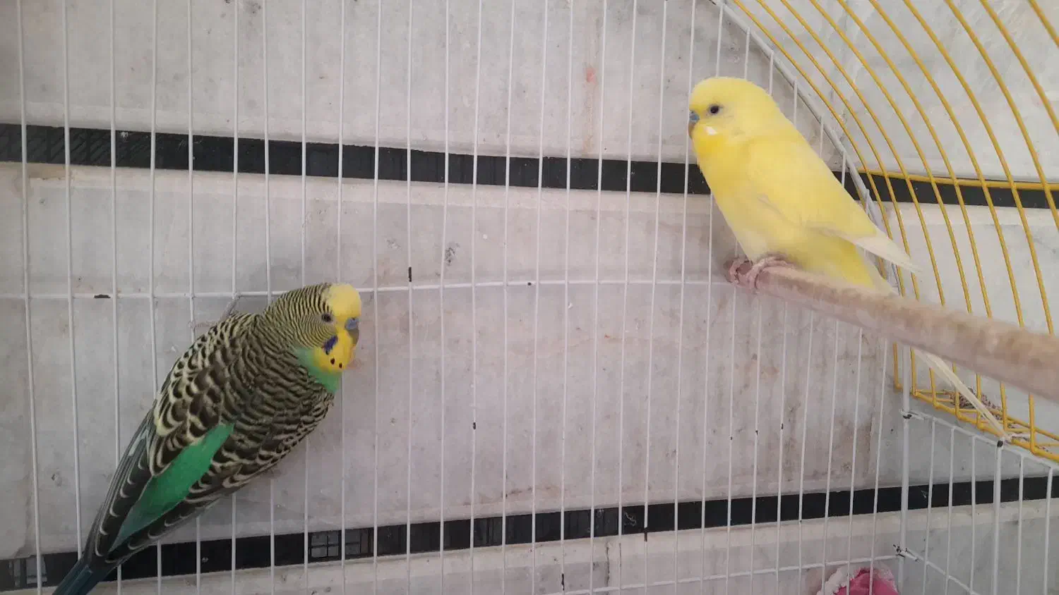 مرغ عشق|پرنده|کردکوی, |دیوار