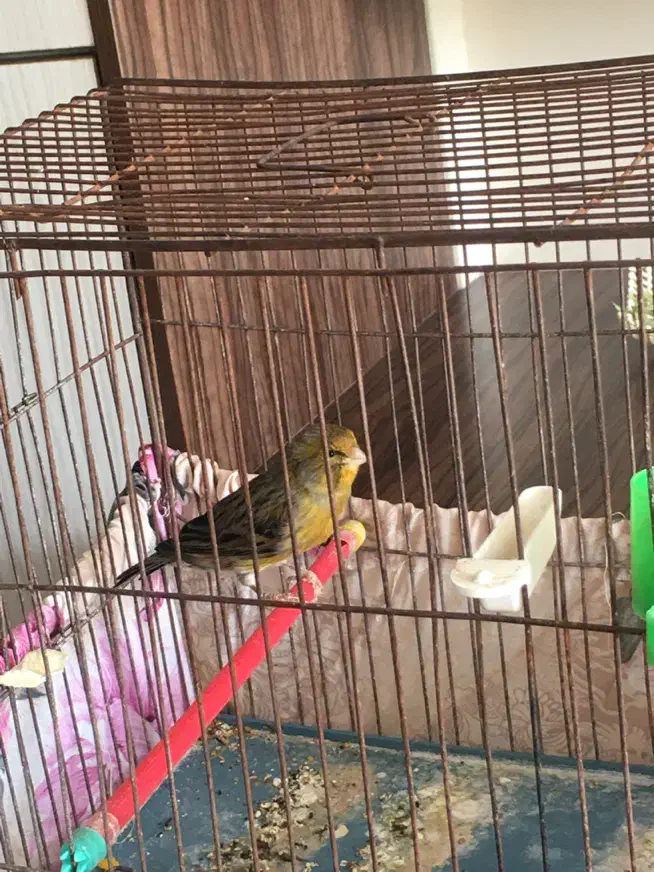 قناری نر بخون|پرنده|شاهین‌شهر, مسکن مهر|دیوار