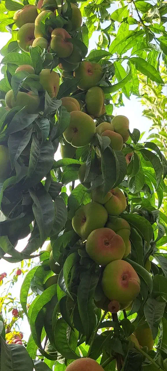 نهالستان گردو و بادام دیرگل و پربار پالیز|خدمات باغبانی و درختکاری|شاهینشهر, بوستان حافظ|دیوار