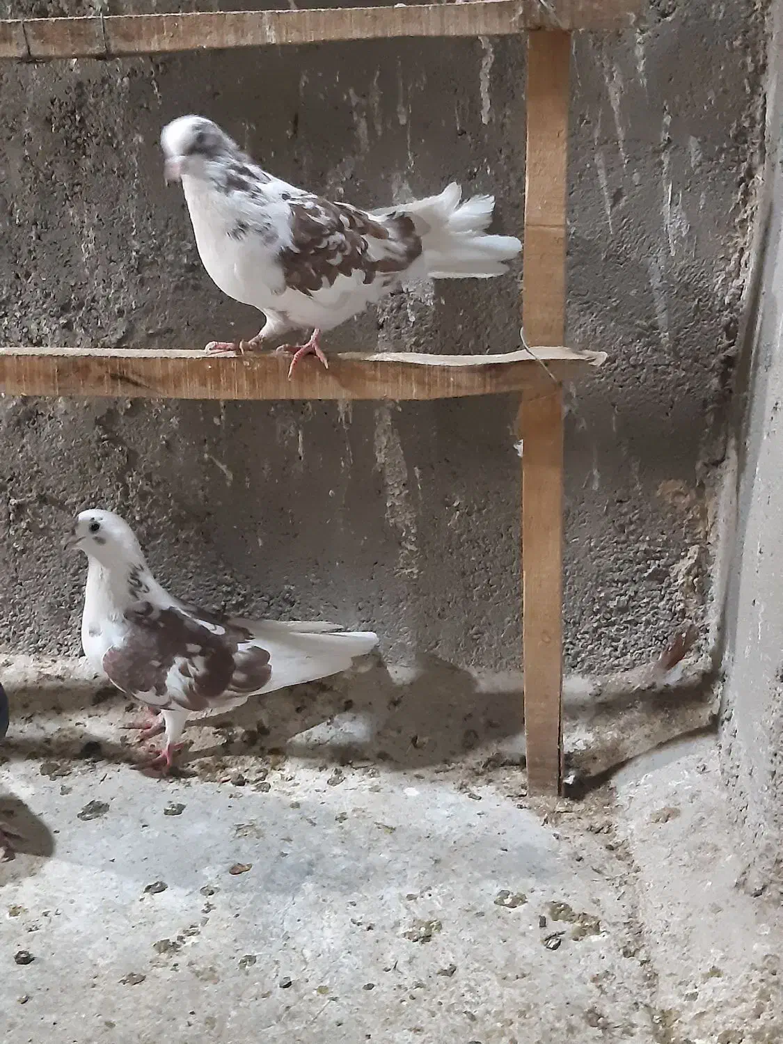 کبوتر|پرنده|قم, تعویض پلاک|دیوار