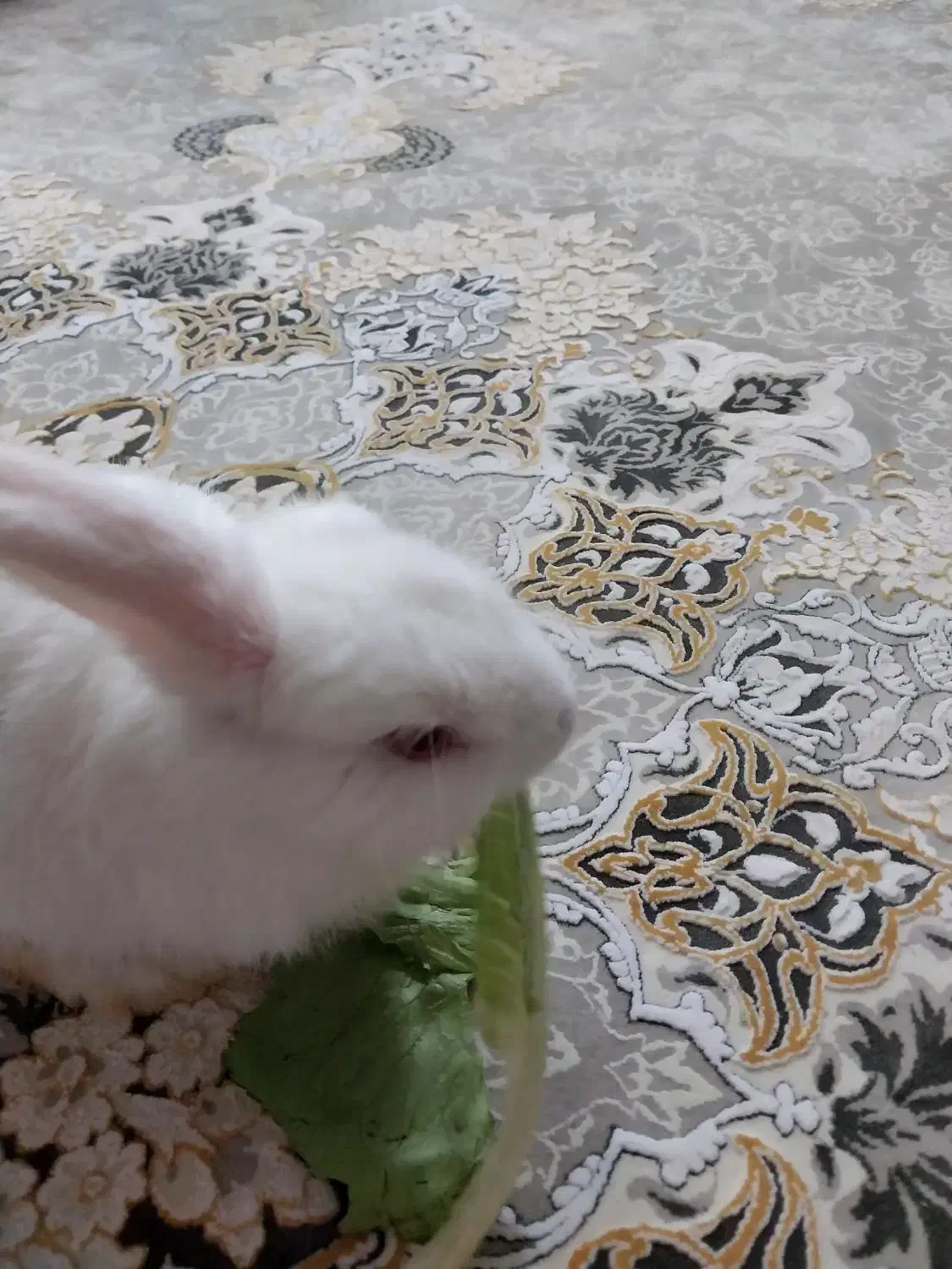 خرگوش|موش و خرگوش|قم, پردیسان|دیوار