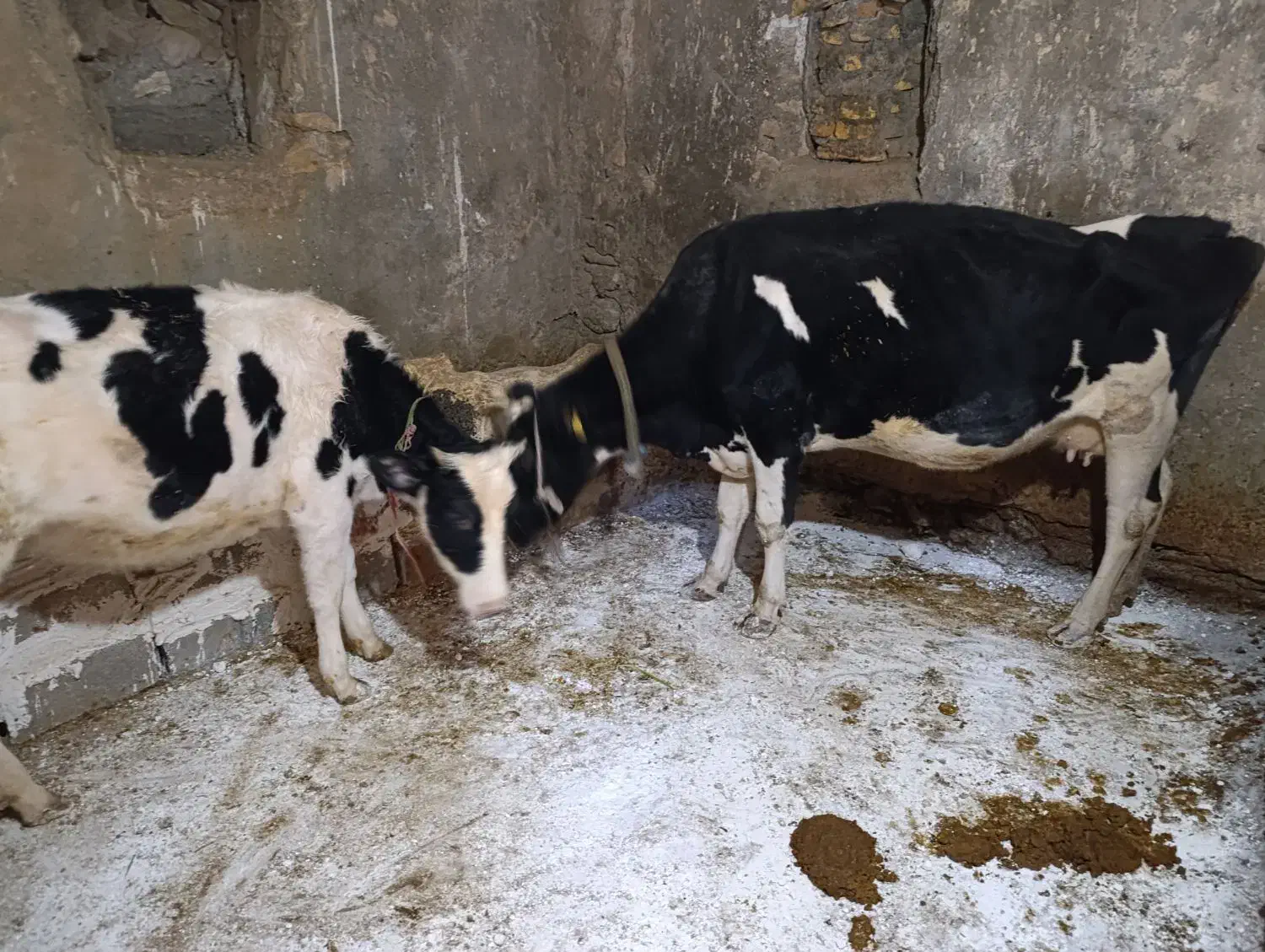 فروش گاو هلشتاین آبستن و البسه چاق|حیوانات مزرعه|ازنا, |دیوار