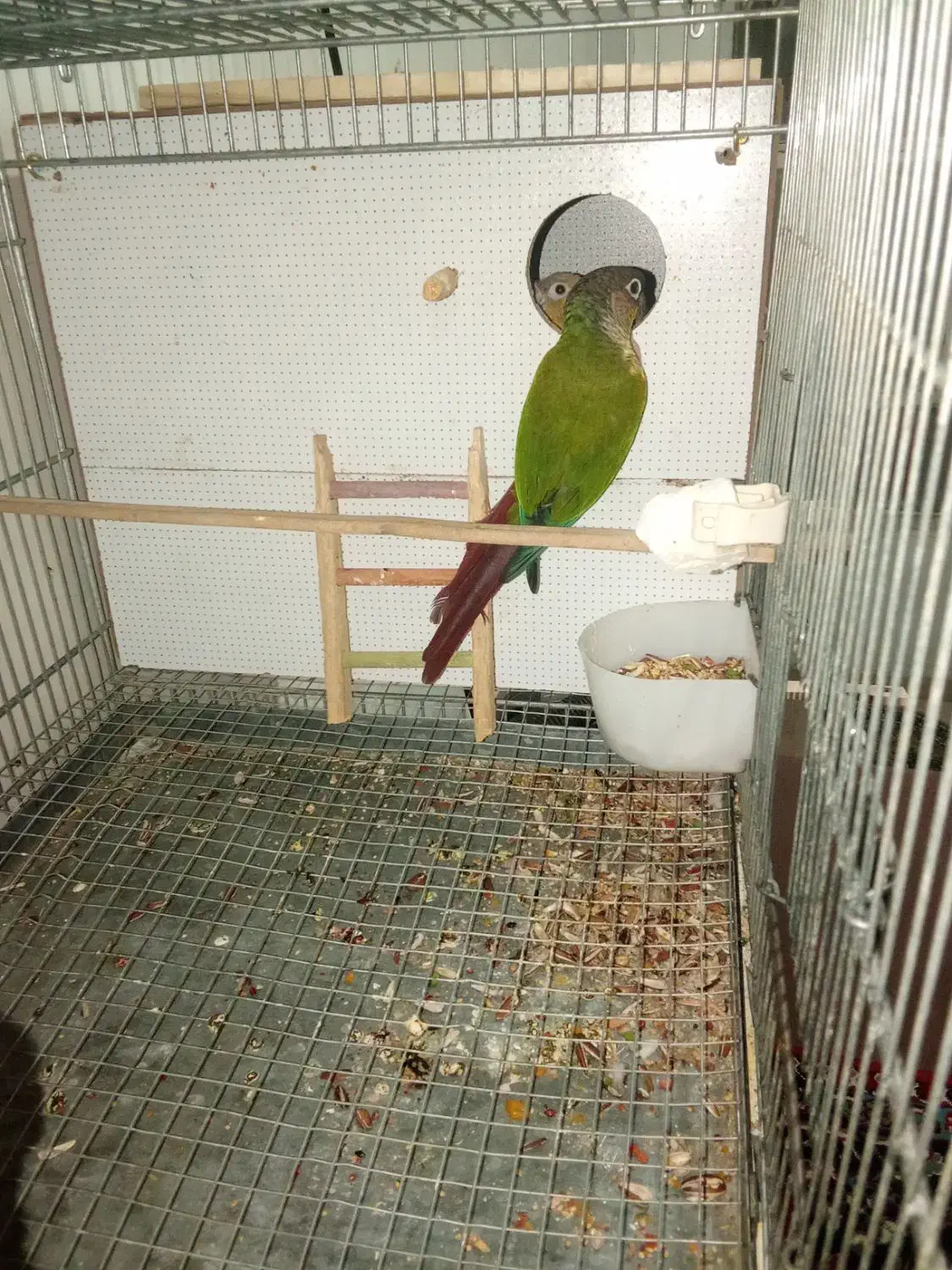 گیرینچیک مولد.|پرنده|بروجرد, |دیوار