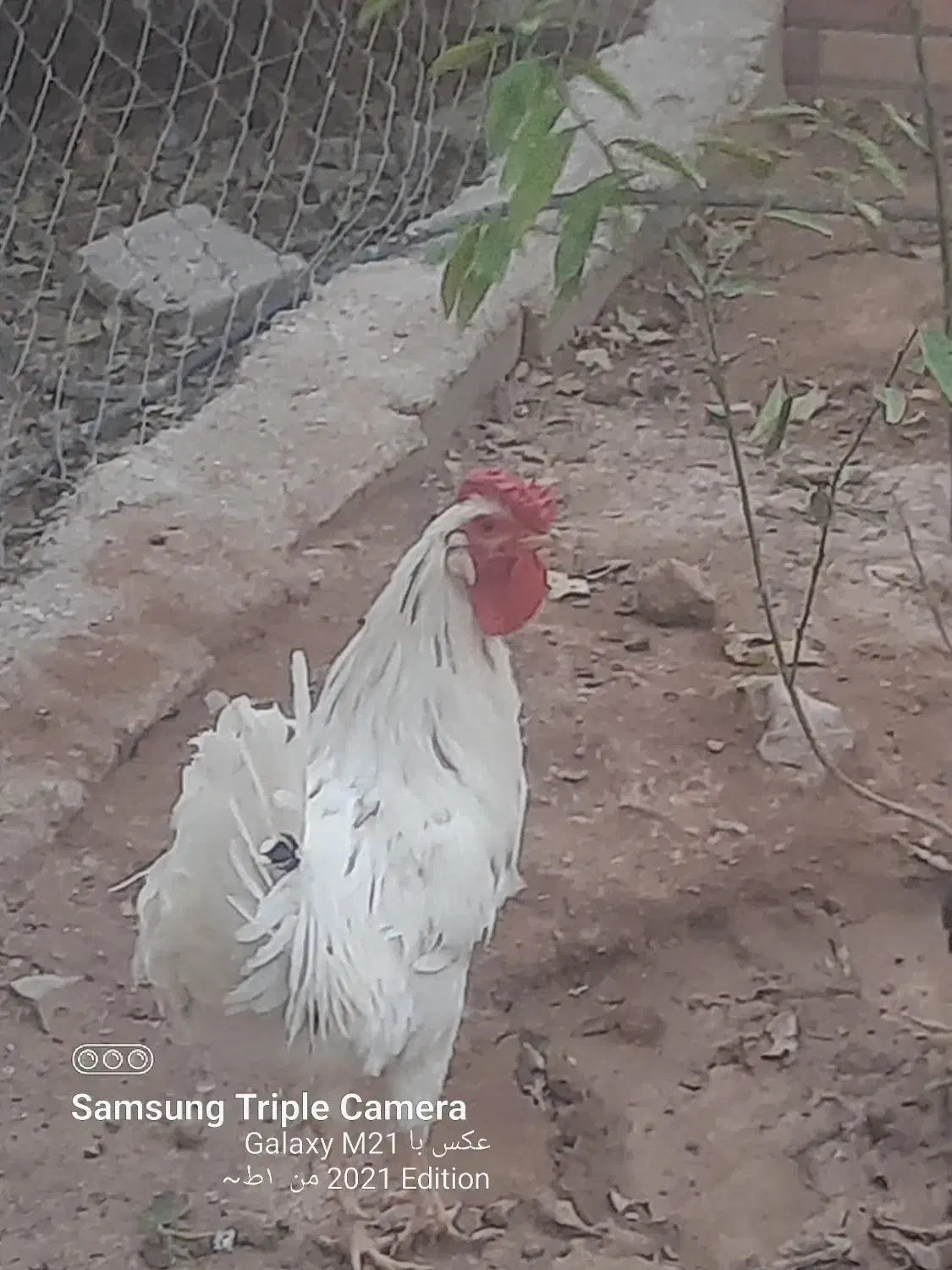 خروس گلین|حیوانات مزرعه|پاکدشت, پاکدشت (مامازند)|دیوار