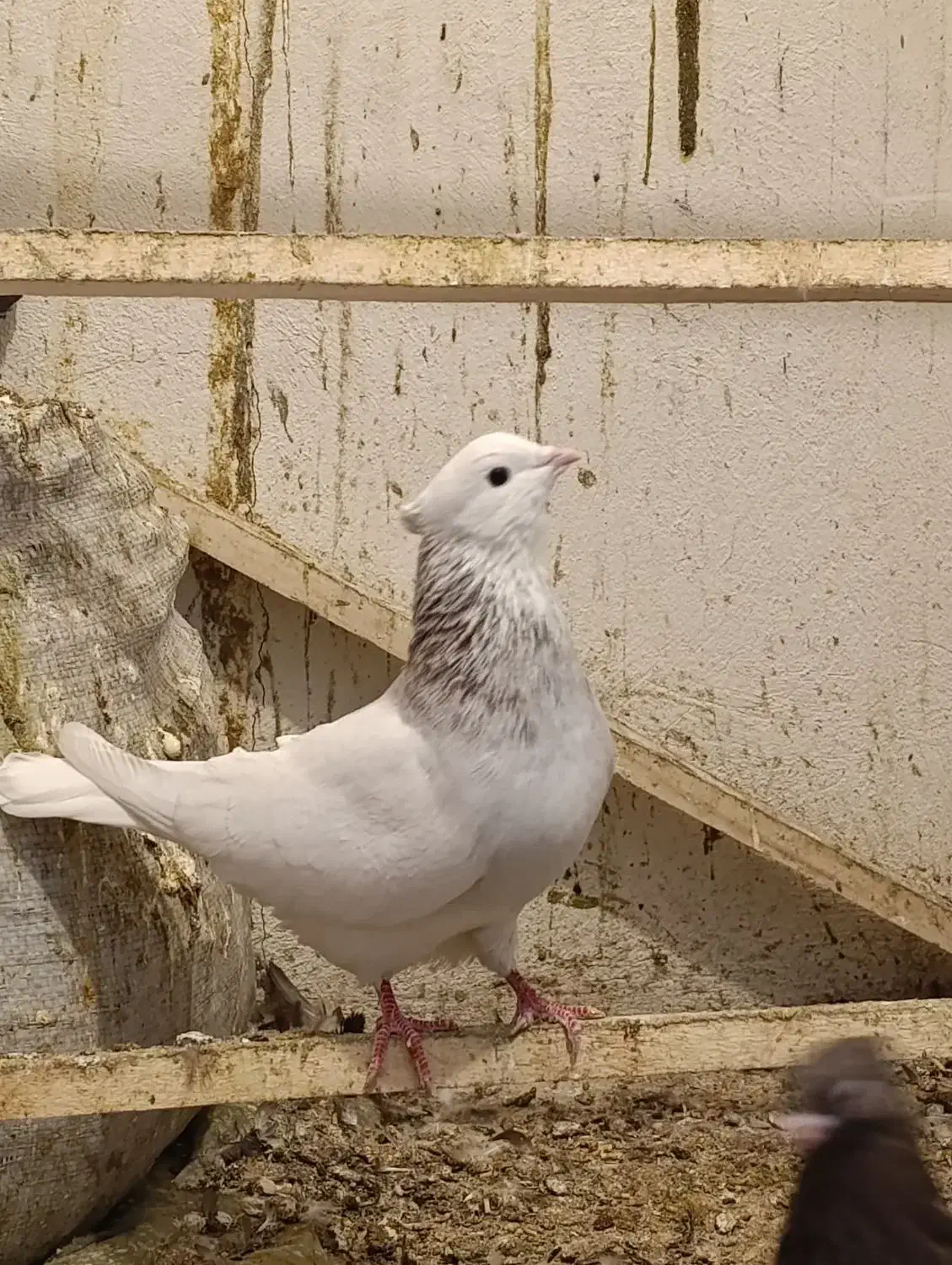 کبوتر طوقی|پرنده|کرمانشاه, |دیوار