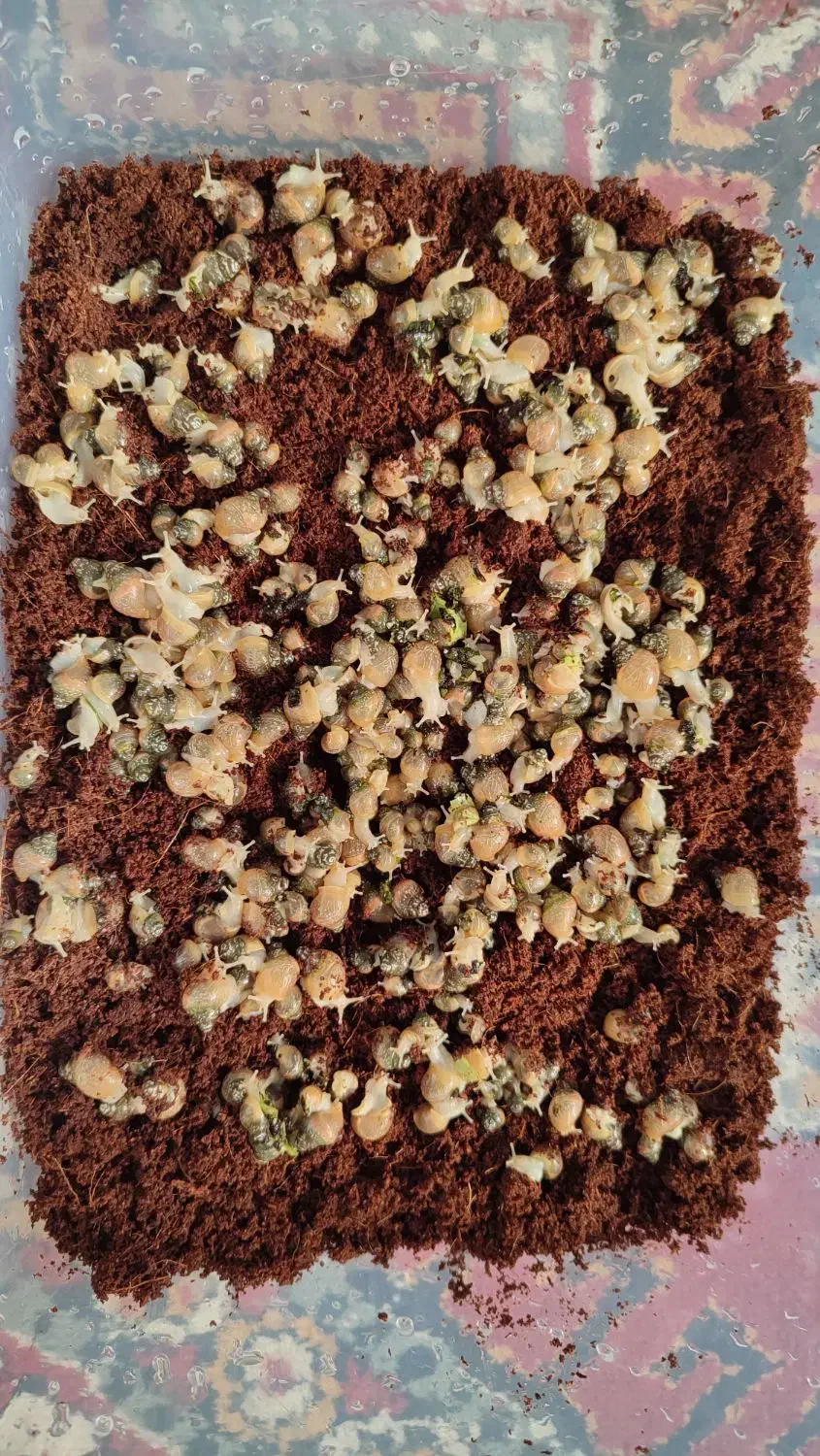 حلزون آلبینو آچاتیا|خزنده|تبریز, |دیوار