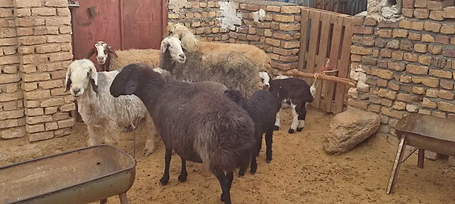 گوسفند|حیوانات مزرعه|داران, |دیوار