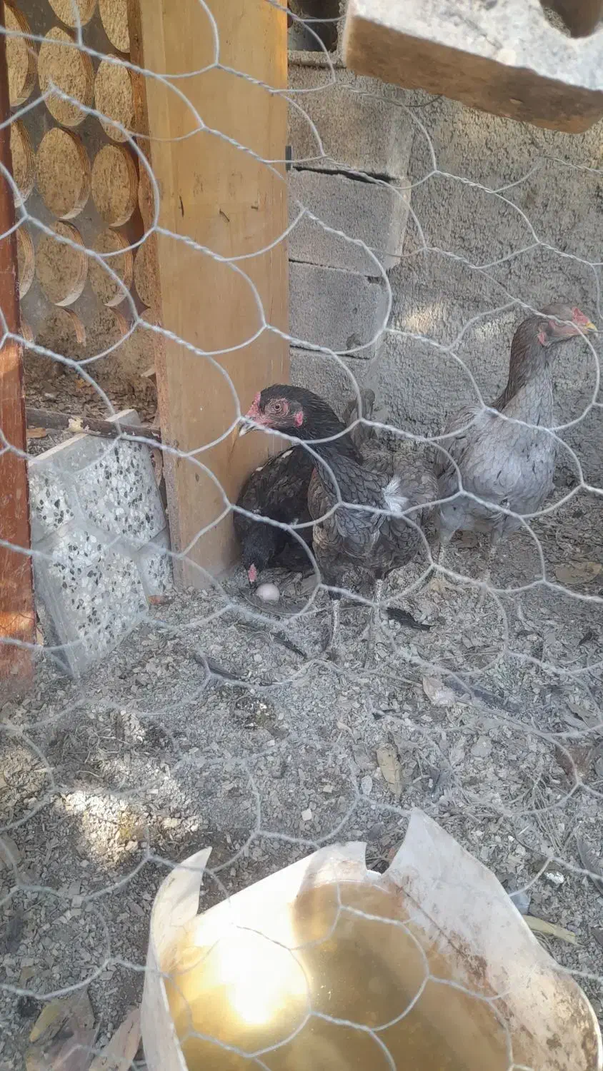 تخم لاری اصل نطفه دار|حیوانات مزرعه|دلند, |دیوار