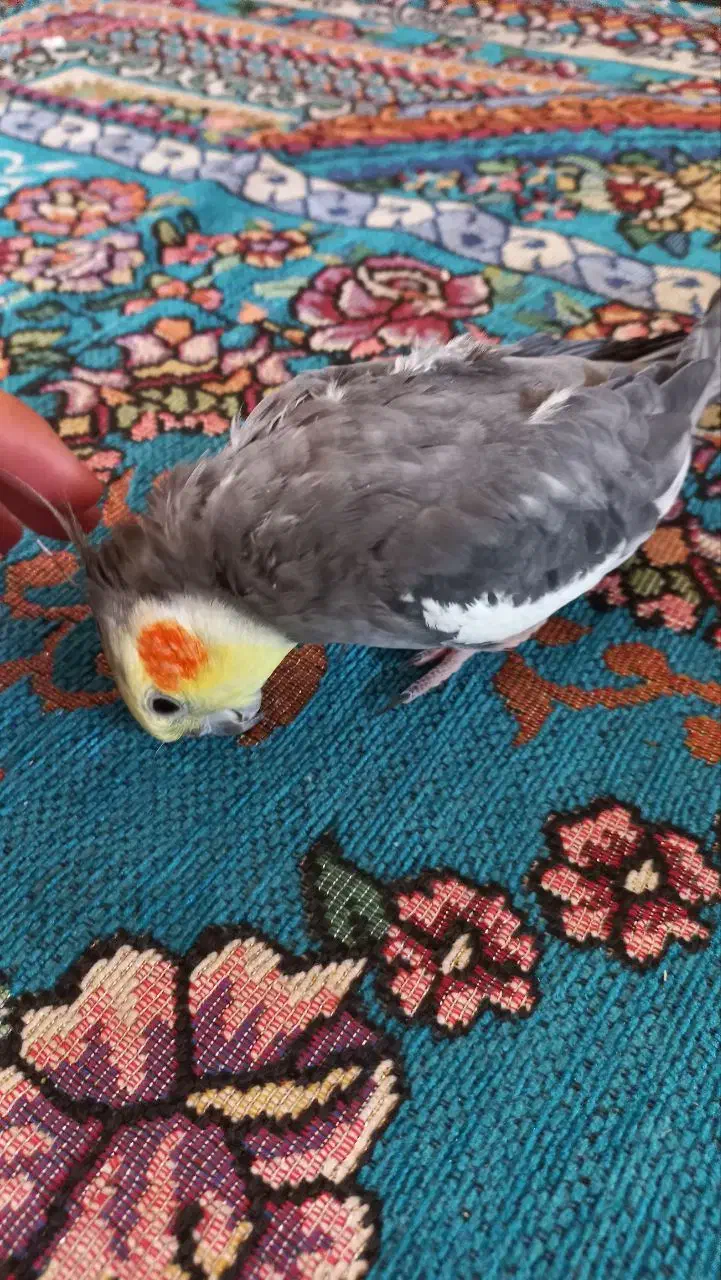 فروش ویژه عروس هلندی نر بالغ طوسی|پرنده|بافق, |دیوار