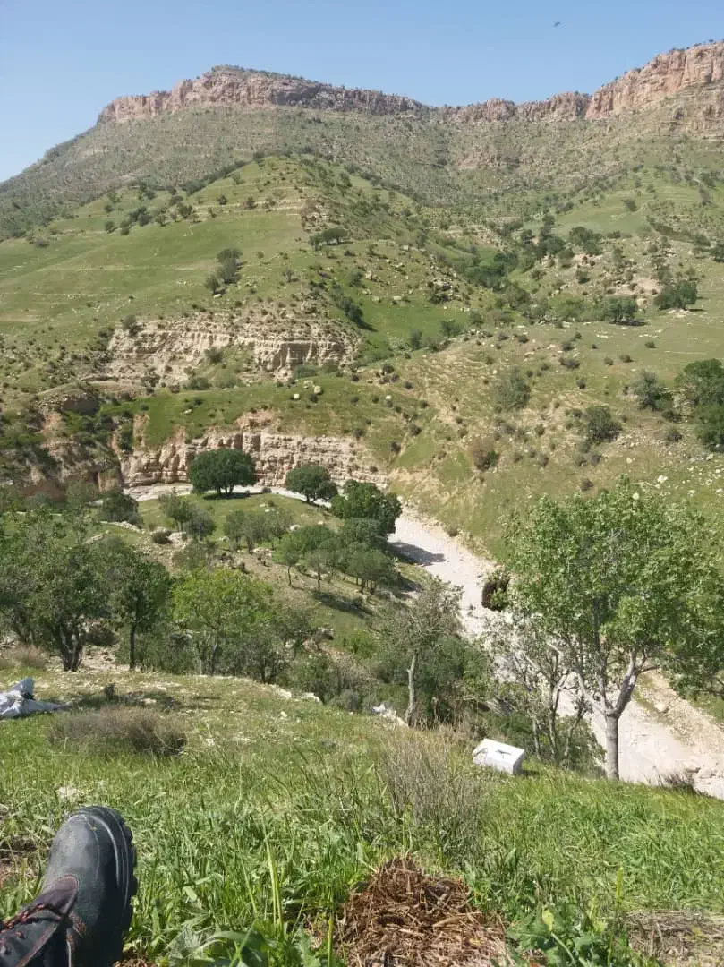 فروش عسل صدرصد طبیعی به شرط|خوردنی و آشامیدنی|پاکدشت, پاکدشت (مامازند)|دیوار