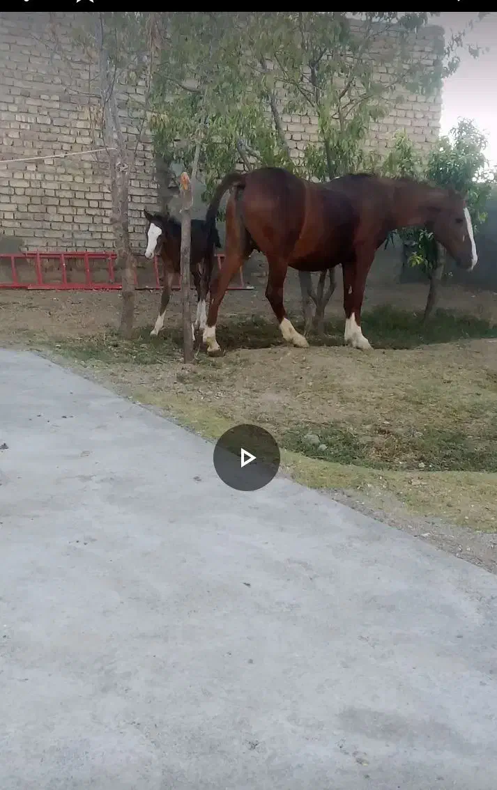 اسب|اسب و تجهیزات اسب‌سواری|ملایر, |دیوار