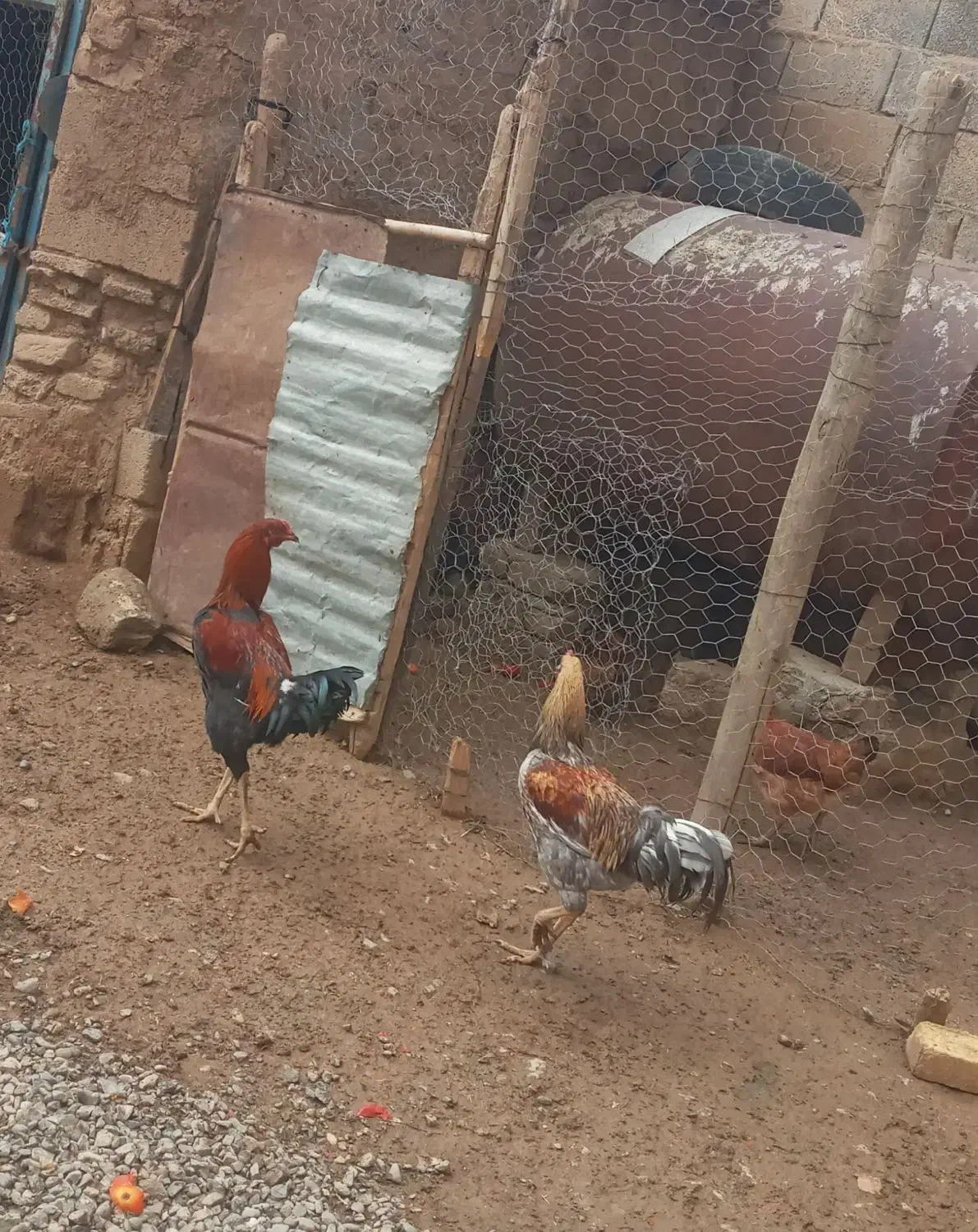 خروس لاری|حیوانات مزرعه|دینور, |دیوار