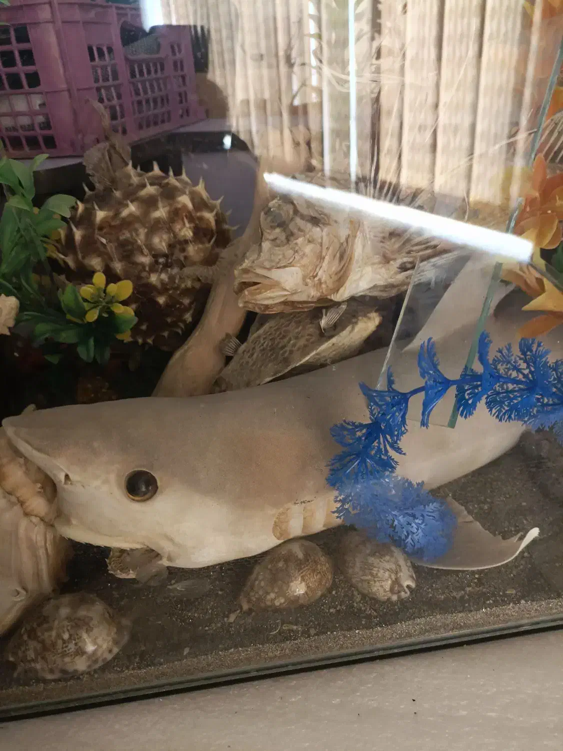 آکواریوم ماهی|ماهی|شیراز, شهرک برف فروشان|دیوار