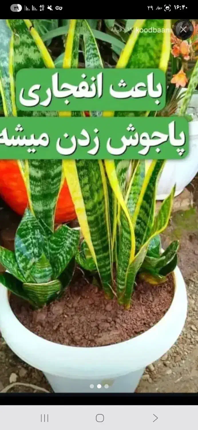 قرص کود|گل و گیاه طبیعی|دوگنبدان, |دیوار