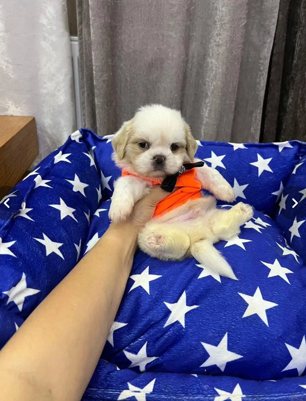 سگ های پامرانین/شیتزو/فنجونی|سگ|شیراز, تاچارا|دیوار