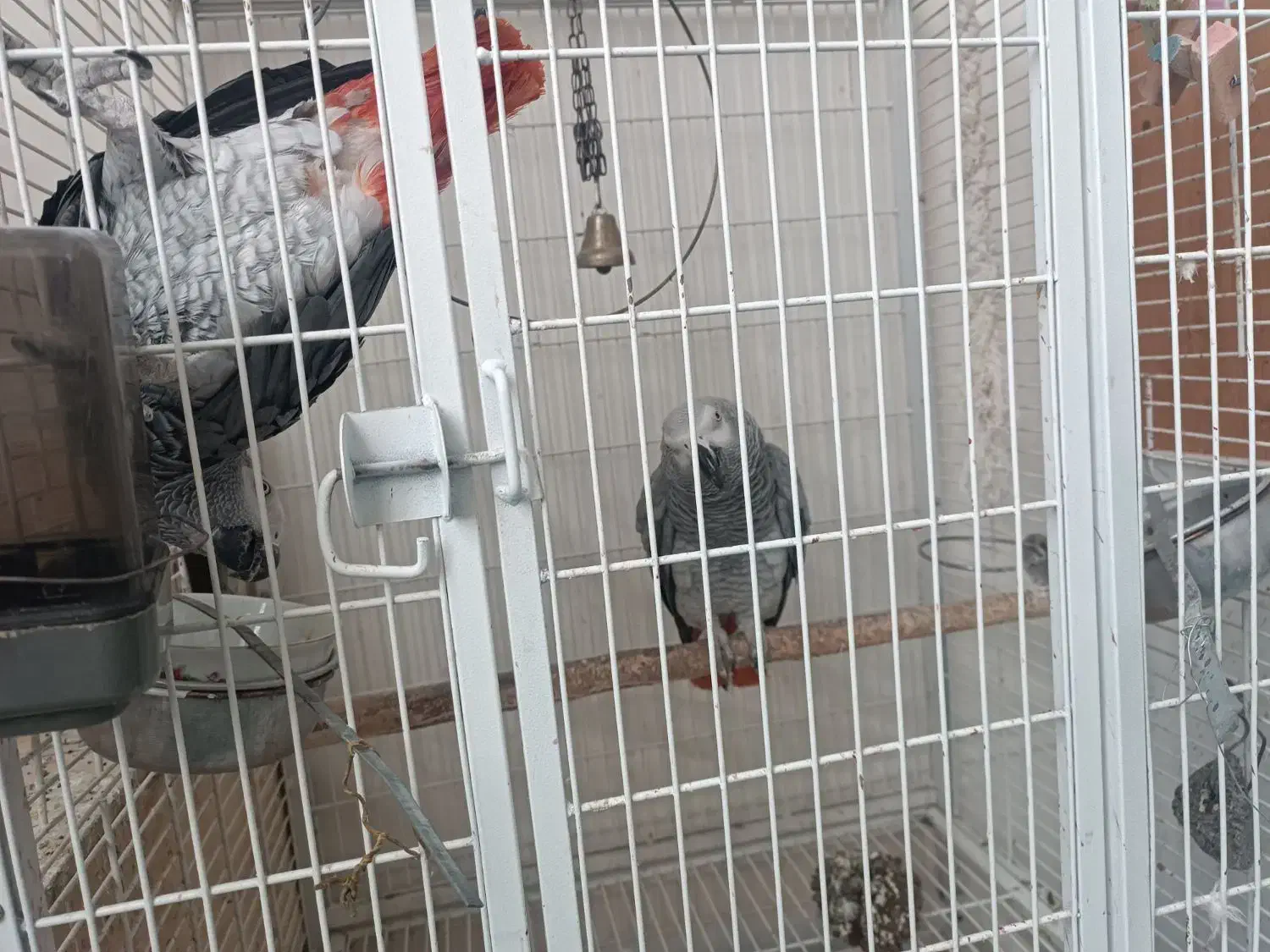 جوجه کاسکو طوطی|پرنده|نقده, |دیوار