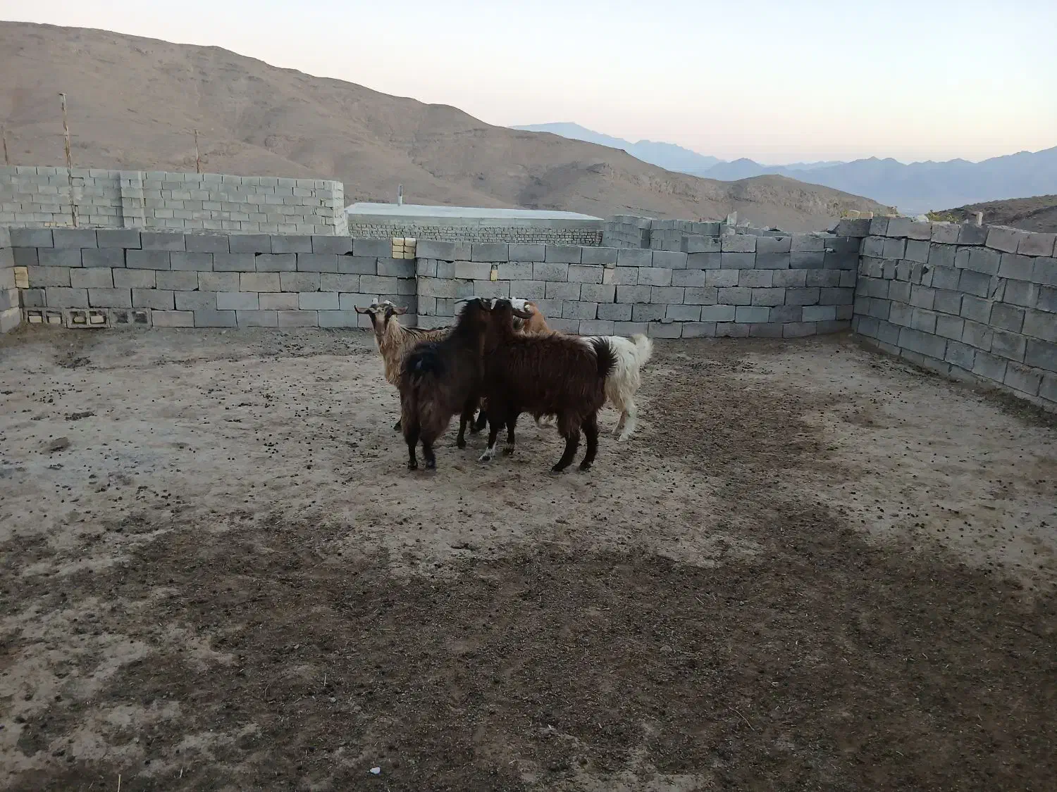 بز و کولار|حیوانات مزرعه|تفت, |دیوار