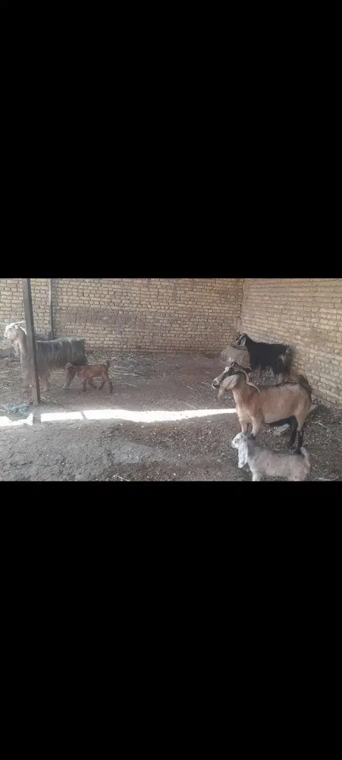 بره نر وماده گوسفند بز|حیوانات مزرعه|کرخه, |دیوار