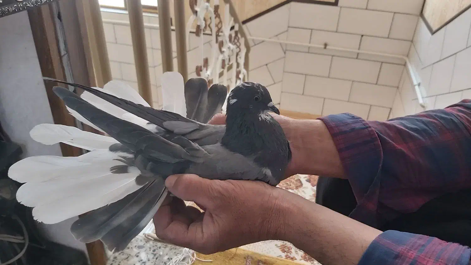 کبوتر پر (۵عدد)|پرنده|شهرکرد, |دیوار