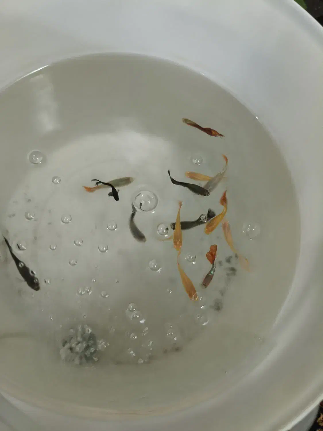 ماهی گوپی درشت خوب|ماهی|قم, شهرک سازمان آب|دیوار