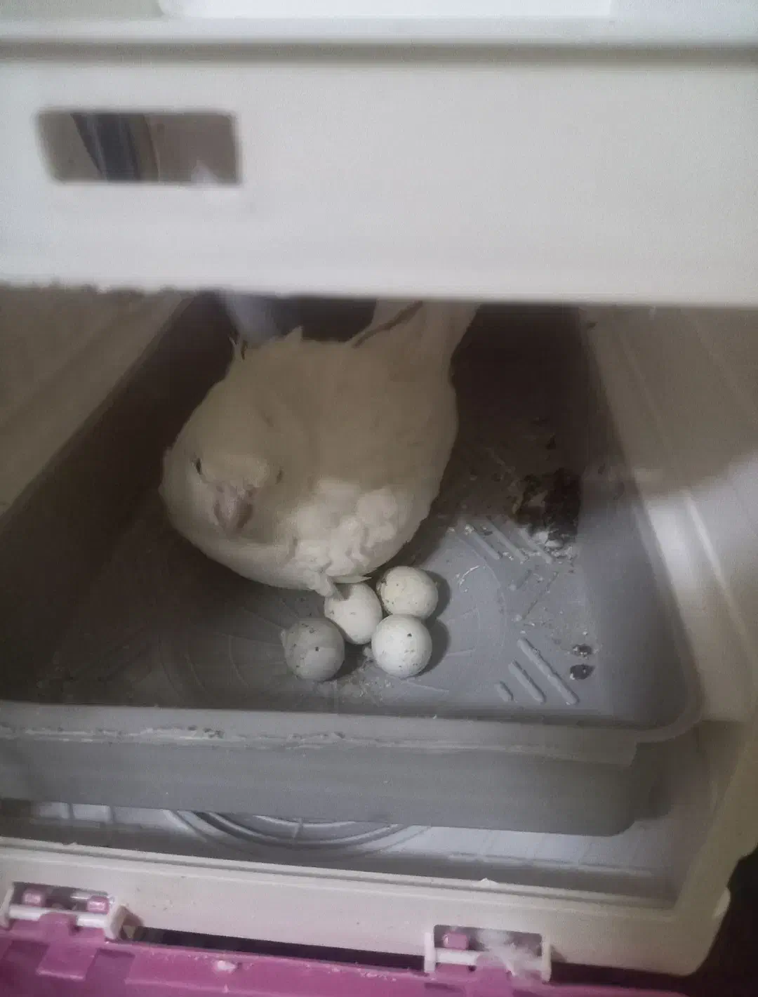 عروس هلندی رام|پرنده|تهران, شیوا|دیوار