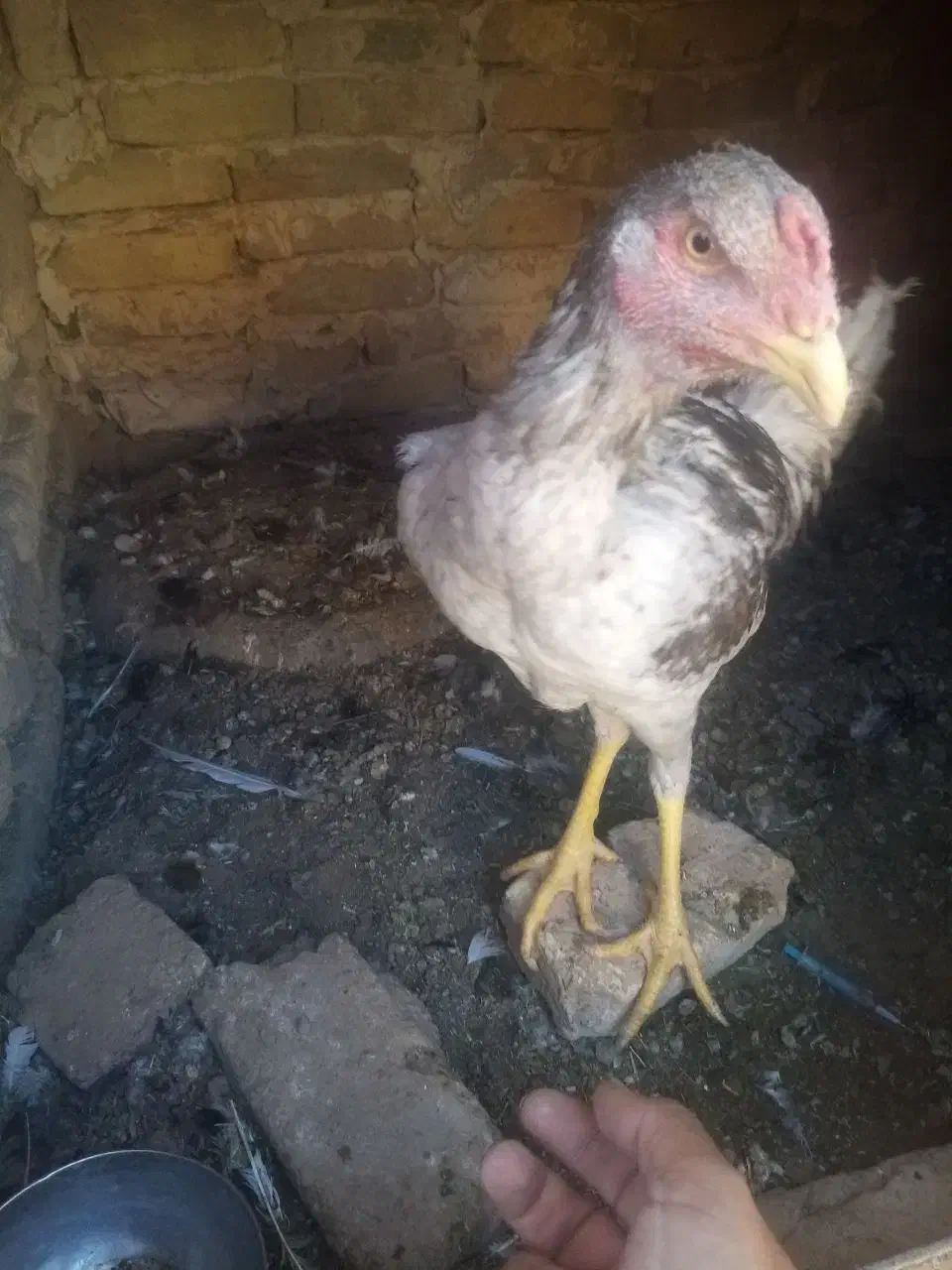 9عدد جوجه لاری 5ماه آس|حیوانات مزرعه|تربت‌حیدریه, حاجی یار‎|دیوار