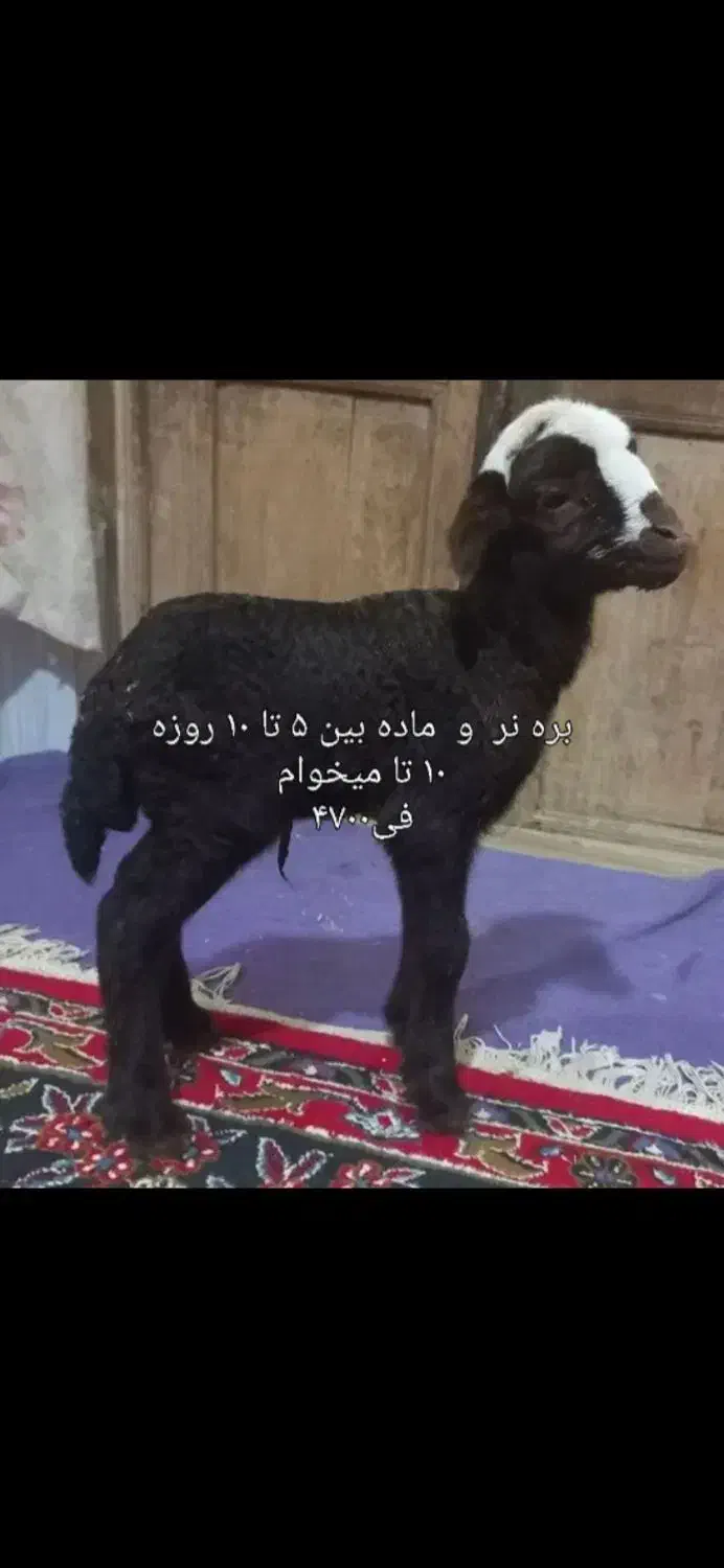 بره شیری|حیوانات مزرعه|مشهد, باغون آباد|دیوار