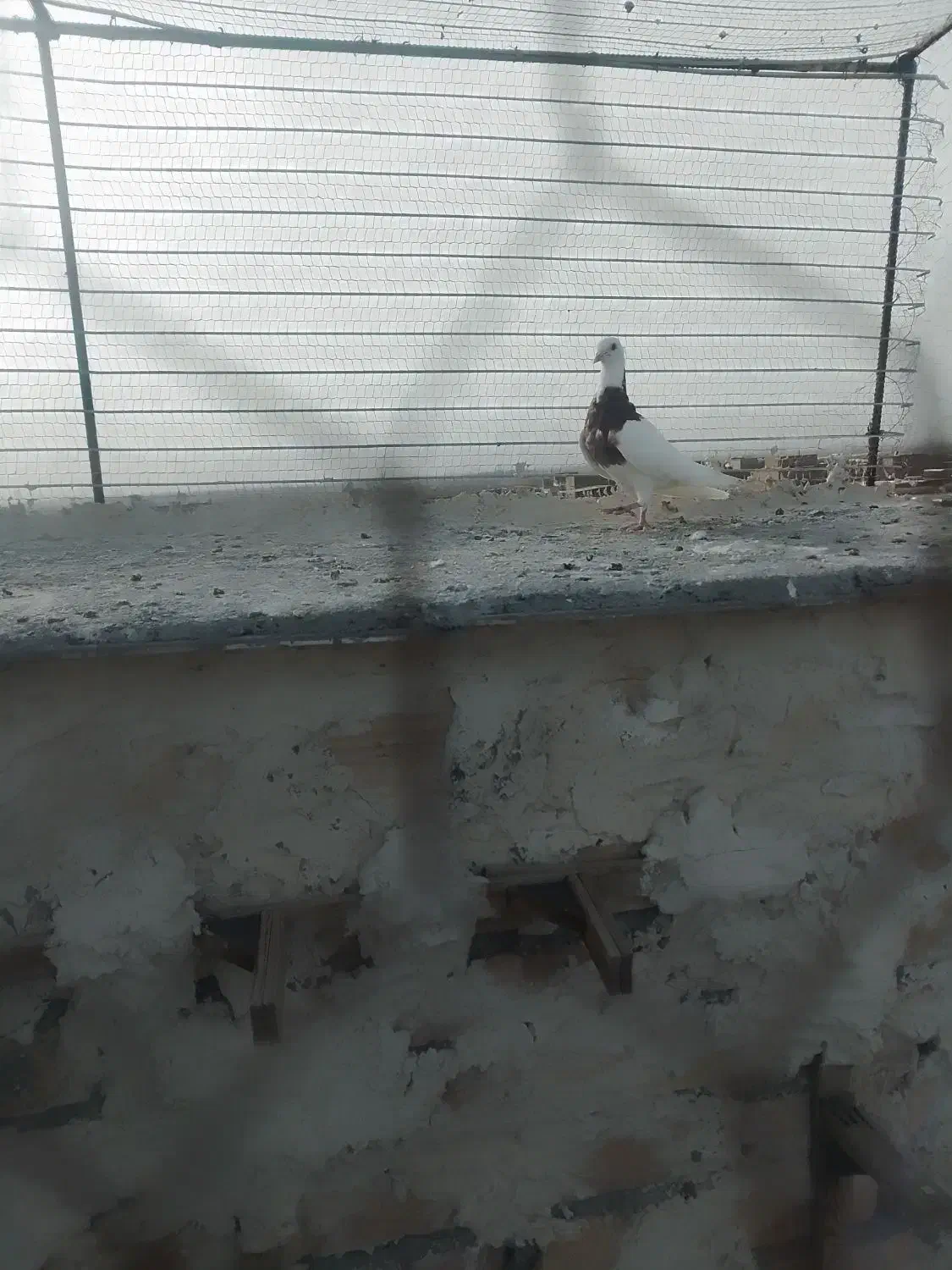 طوقی|پرنده|تربت جام, شاهد|دیوار