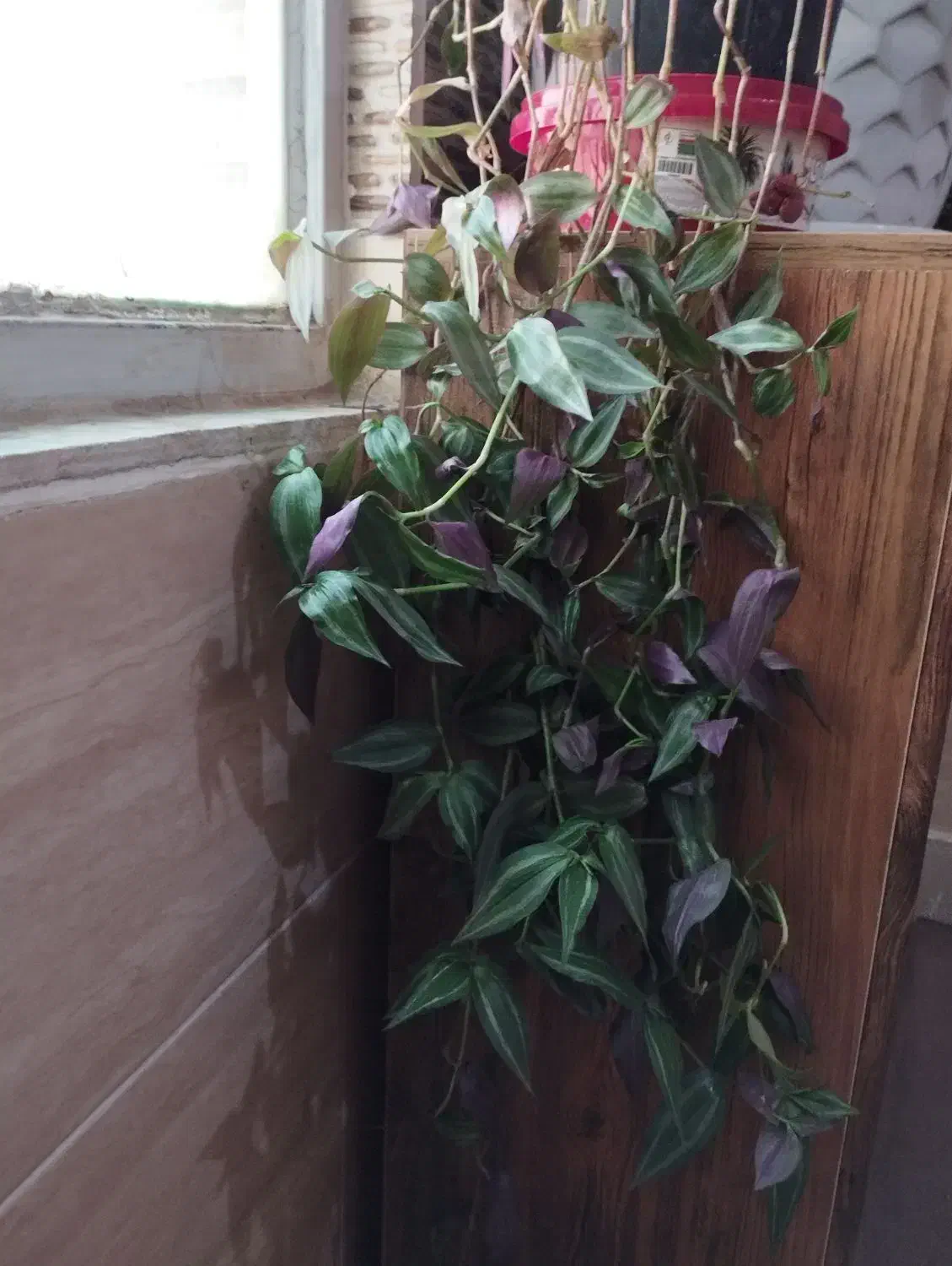 گل و گیاه|گل و گیاه طبیعی|ابهر, |دیوار