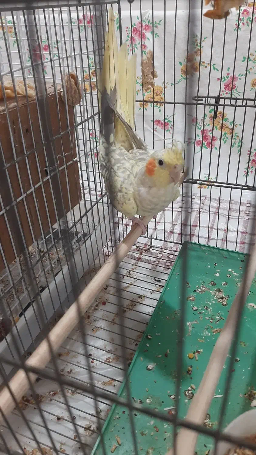 عروس هلندی ماده جوان|پرنده|فردیس, شهرک ۱۱۰|دیوار