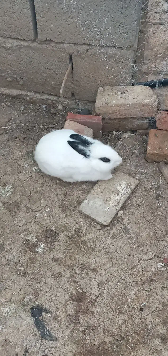 خرگوش نروماده|موش و خرگوش|انگوت, |دیوار