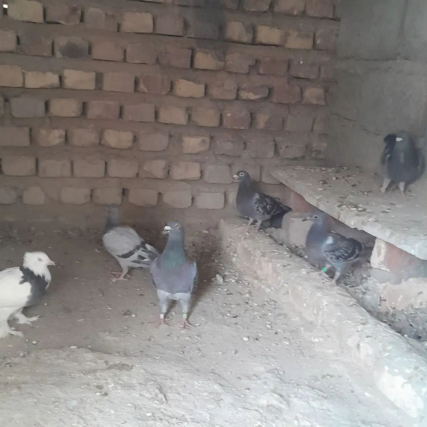 این کبوتر ها رو دزد برده هر کی پیداکن|حیوانات|هیرمند, |دیوار