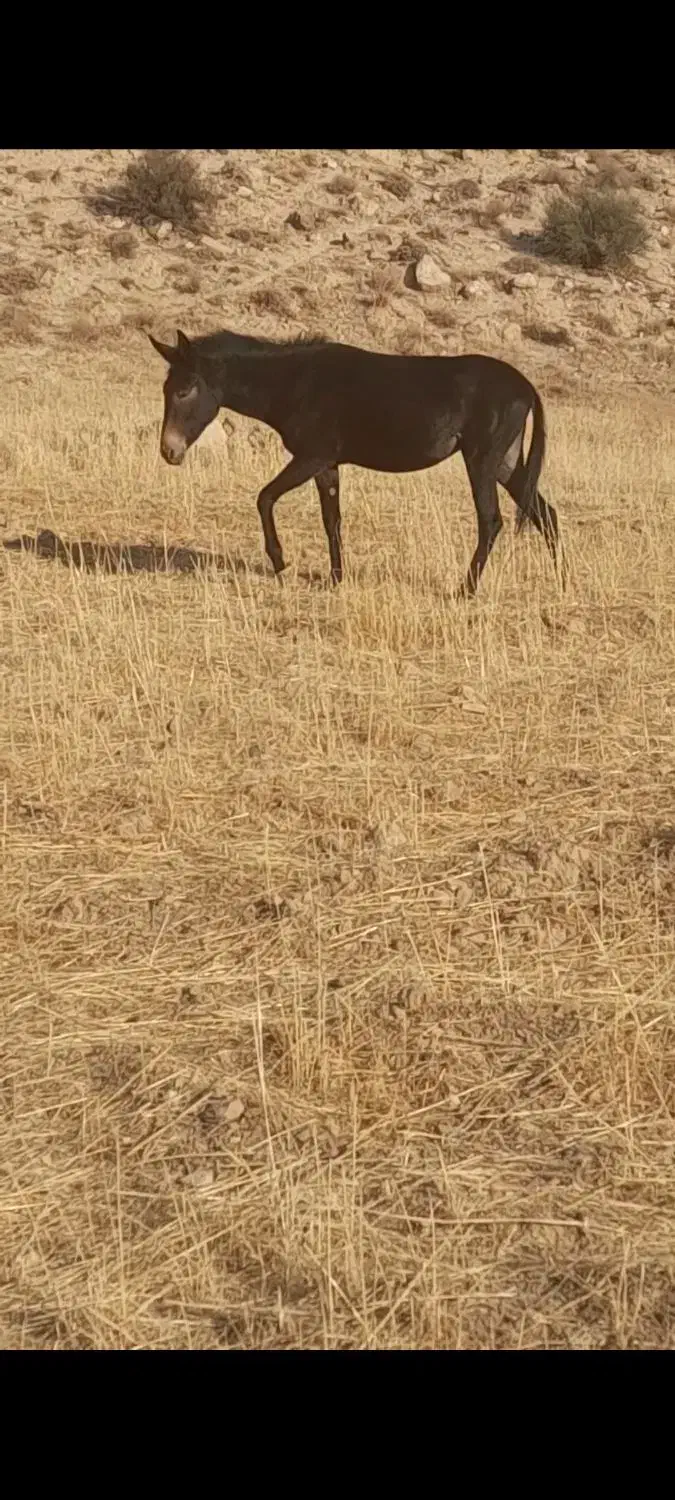 مادیان.قاطر.کره اسب.الاغ|حیوانات مزرعه|زرین آباد, |دیوار