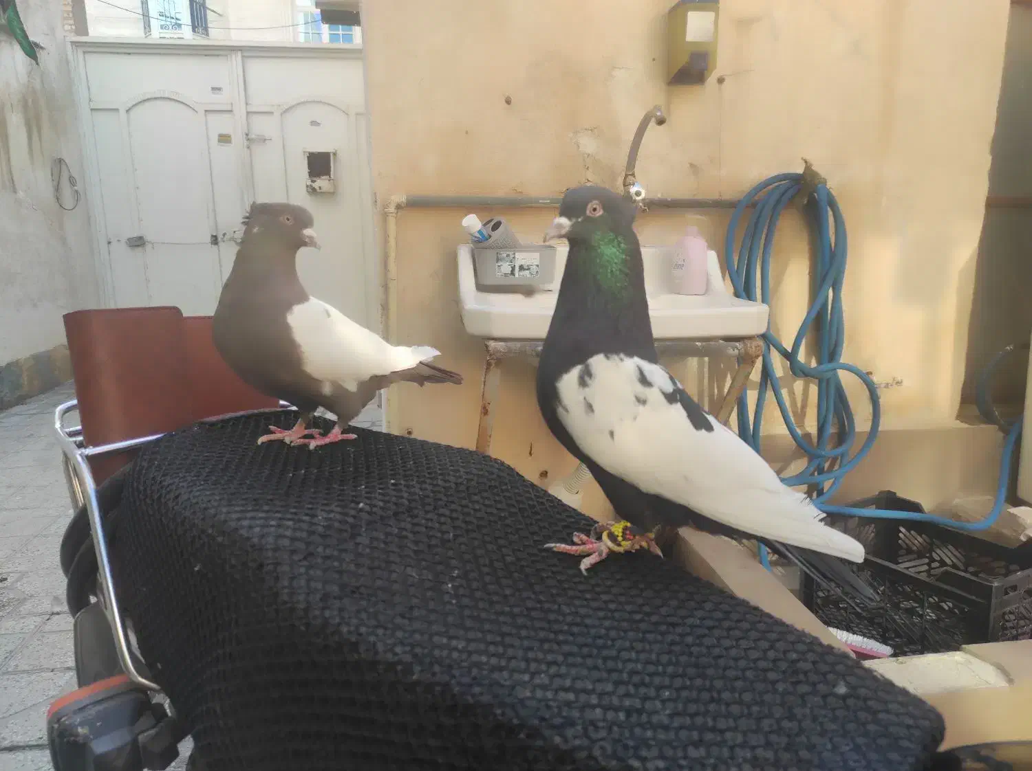 جفت سینه|پرنده|مرودشت, ابوذر شمالی‎|دیوار