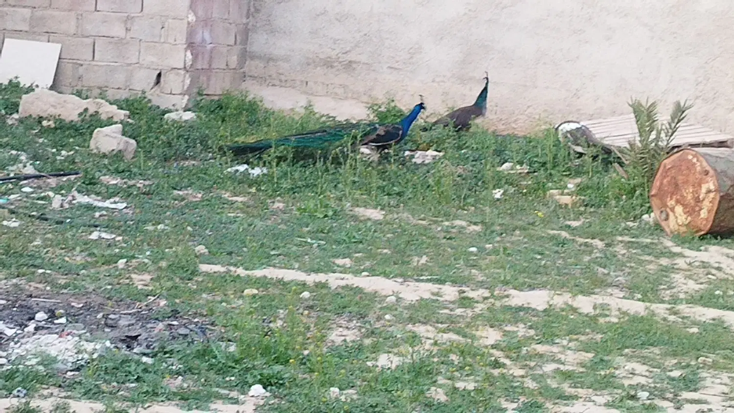 طاووس|پرنده|شیراز, حومه شیراز|دیوار