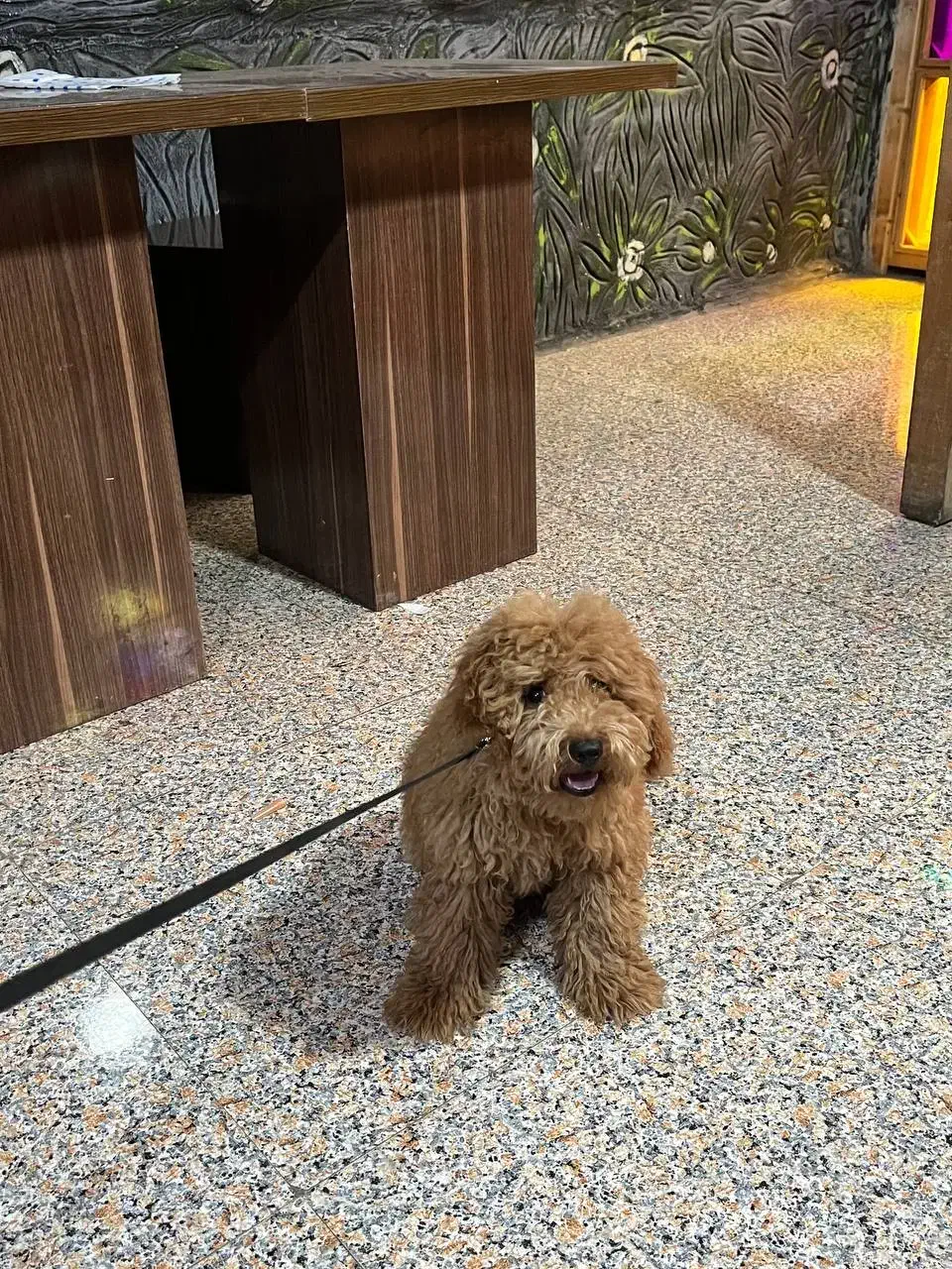 سگ پودل اپارتمانی|سگ|گرگان, |دیوار